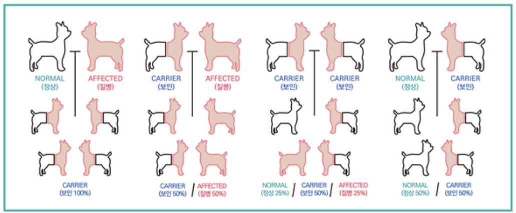 常染色体遗传性疾病家族图