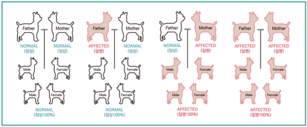 母系遗传性疾病家族图