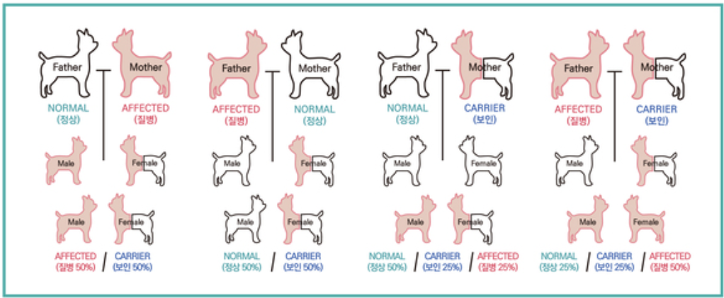 X染色体连锁遗传性疾病家族图