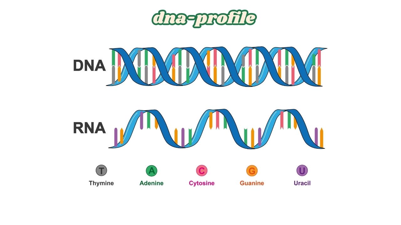 DNA Profile